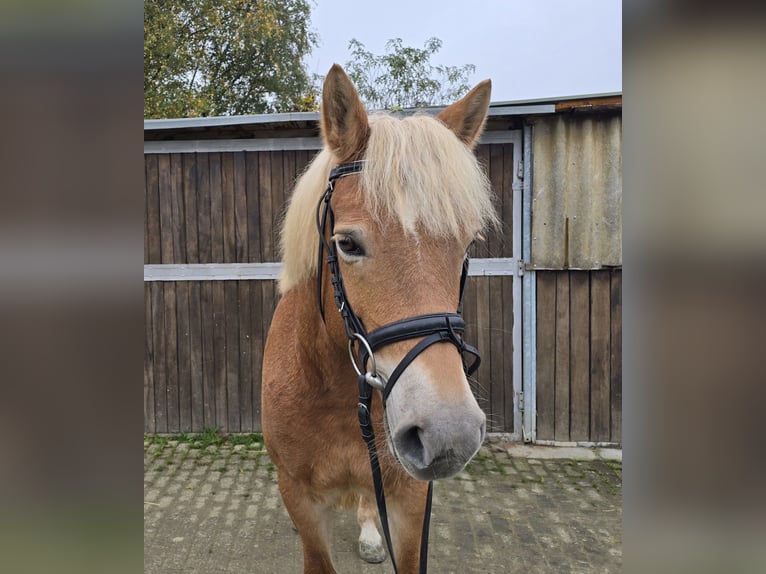 Hafliger Klacz 10 lat 152 cm Kasztanowata in Mülheim an der Ruhr