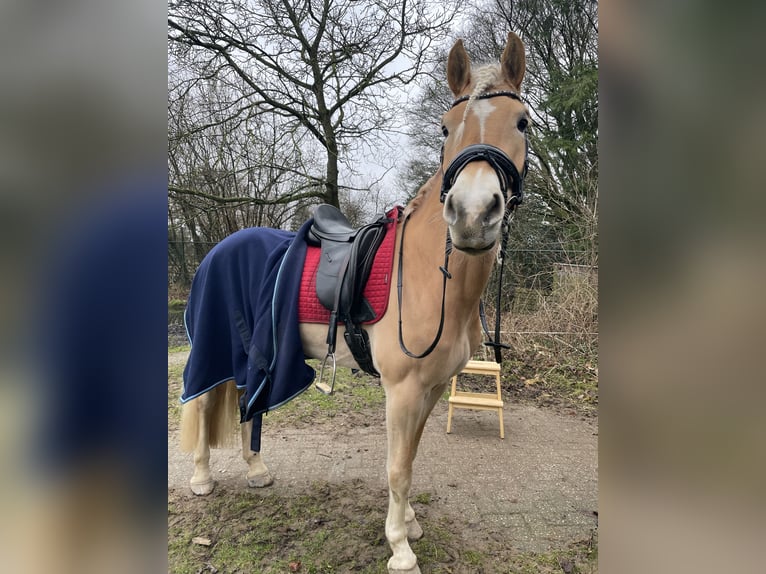 Hafliger Klacz 10 lat 156 cm Kasztanowata in Megchelen