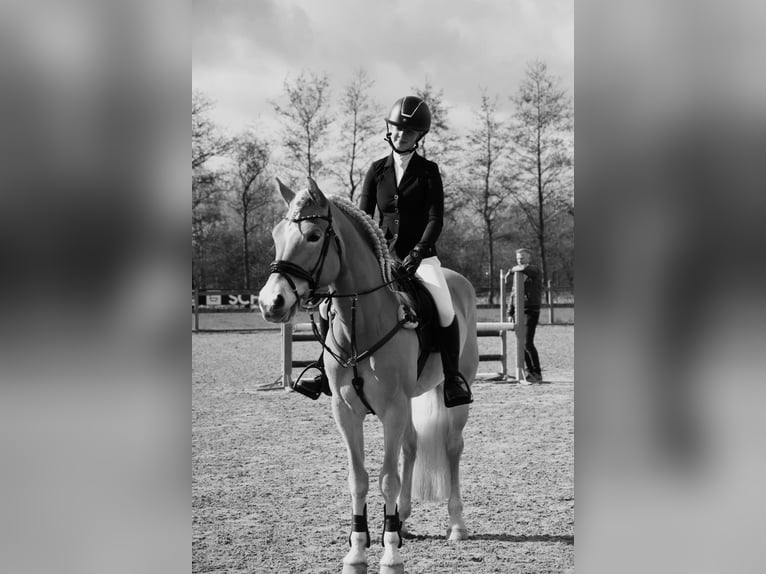 Hafliger Klacz 10 lat 156 cm Kasztanowata in Megchelen
