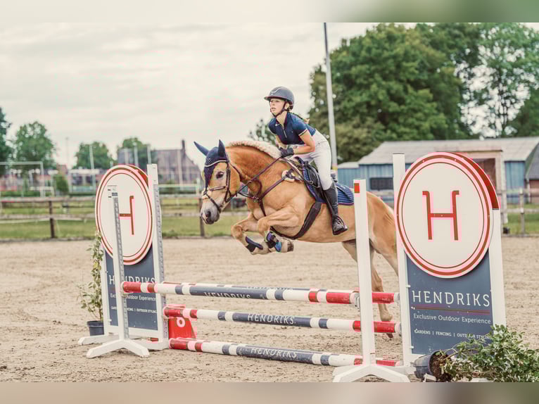 Hafliger Klacz 10 lat 156 cm Kasztanowata in Megchelen