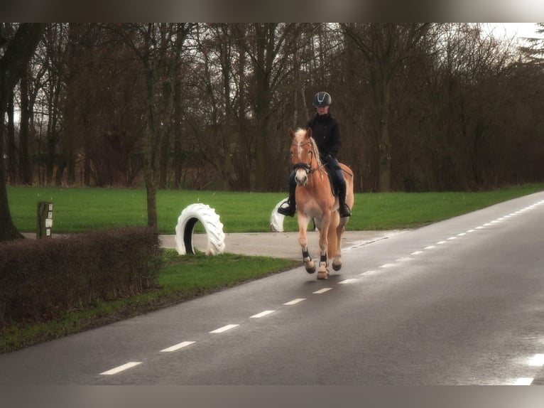 Hafliger Klacz 10 lat 156 cm Kasztanowata in Megchelen