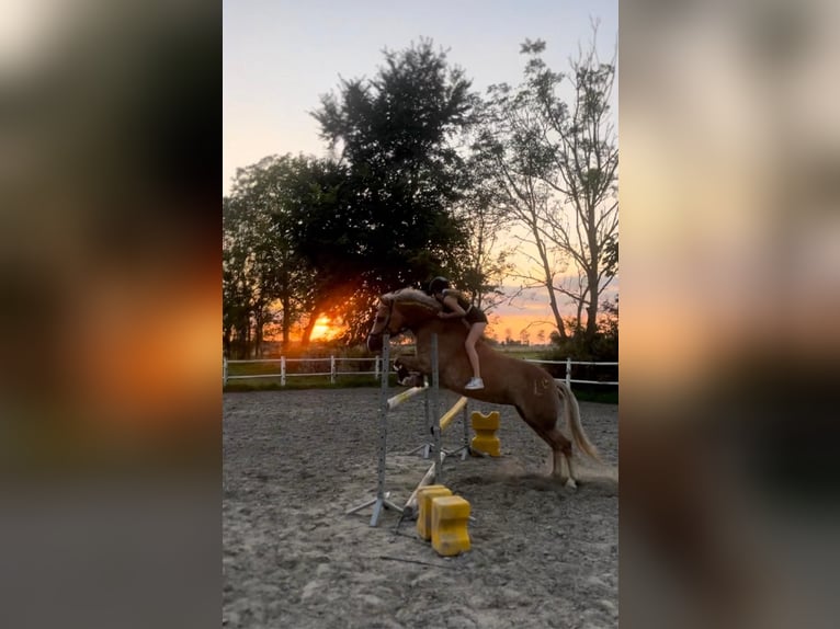 Hafliger Mix Klacz 11 lat 146 cm Izabelowata in Friedrichsgabekoog