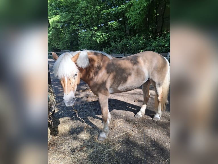 Hafliger Klacz 11 lat 147 cm Kasztanowata in Lübeck