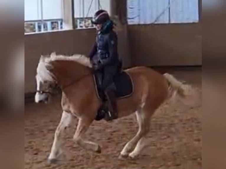 Hafliger Klacz 11 lat 147 cm Kasztanowata in Hemmingen