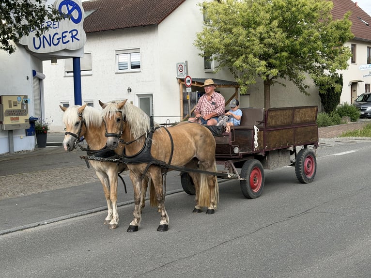 Hafliger Klacz 11 lat 150 cm Kasztanowata in Riedlingen