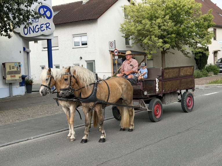 Hafliger Klacz 11 lat 150 cm Kasztanowata in Riedlingen