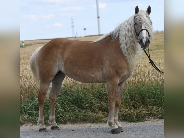 Hafliger Klacz 11 lat 155 cm Izabelowata in Geilenkirchen