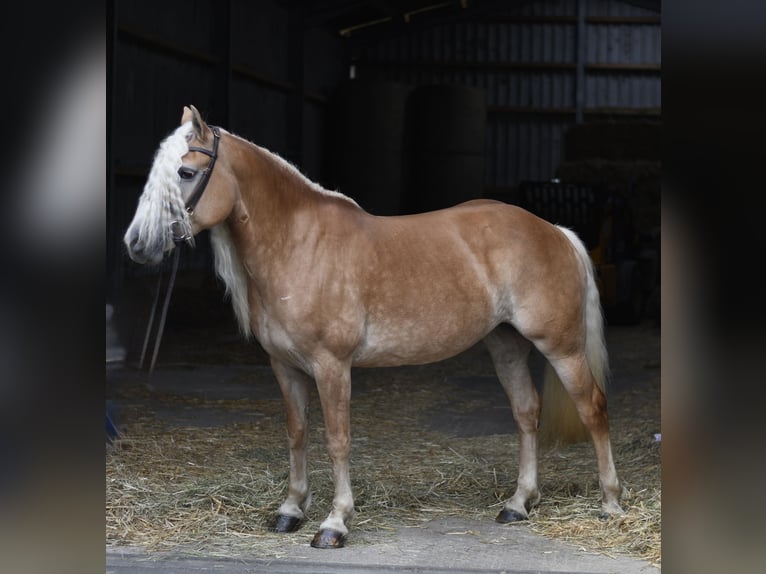 Hafliger Klacz 11 lat 155 cm Izabelowata in Geilenkirchen