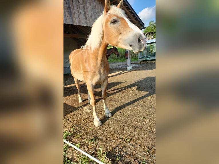 Hafliger Klacz 12 lat 147 cm Kasztanowata in Amstetten-kollmitzberg