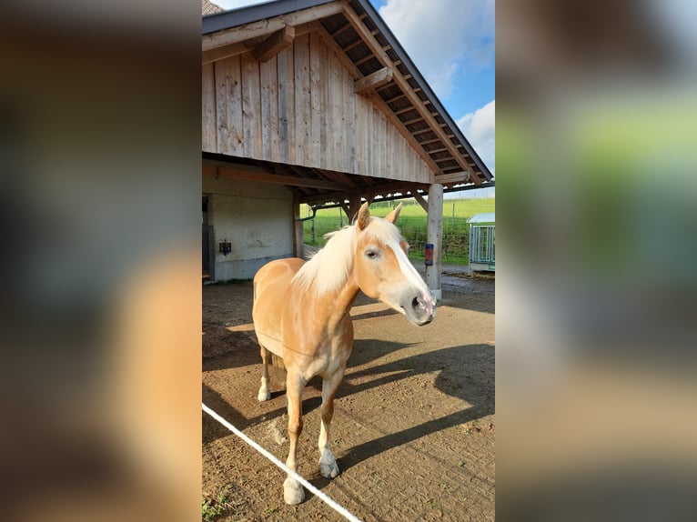 Hafliger Klacz 12 lat 147 cm Kasztanowata in Amstetten-kollmitzberg