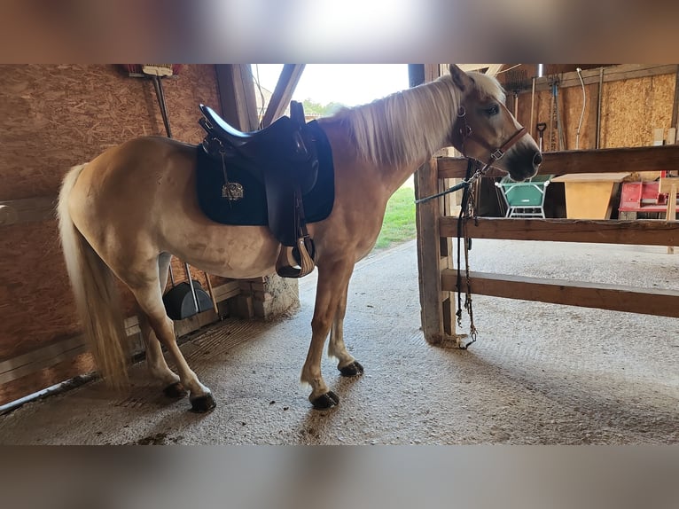 Hafliger Klacz 12 lat 147 cm Kasztanowata in Amstetten-kollmitzberg