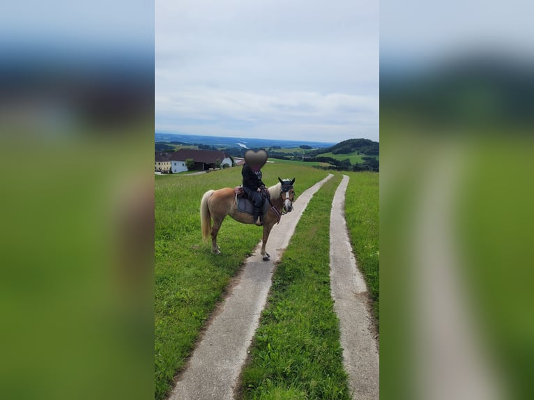 Hafliger Klacz 12 lat 147 cm Kasztanowata in Amstetten-kollmitzberg