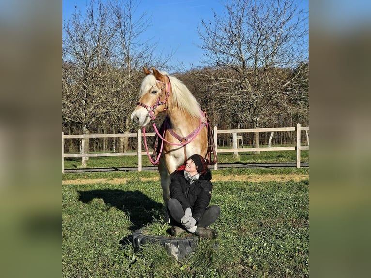 Hafliger Klacz 12 lat 150 cm Kasztanowata in Linkenbach