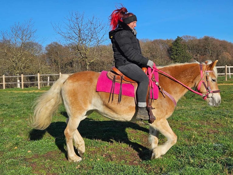 Hafliger Klacz 12 lat 150 cm Kasztanowata in Linkenbach
