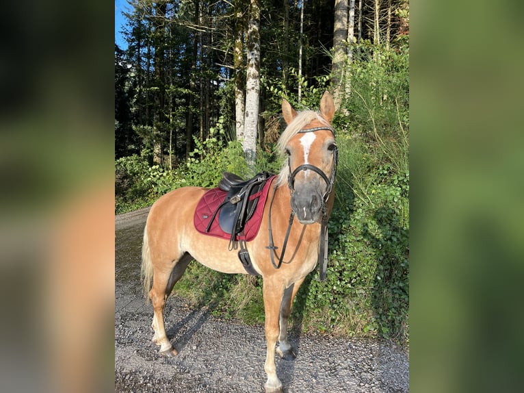 Hafliger Klacz 12 lat 150 cm Kasztanowata in Zell am Harmersbach