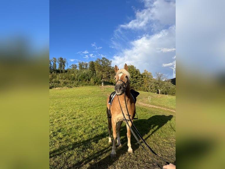 Hafliger Klacz 12 lat 150 cm Kasztanowata in Zell am Harmersbach