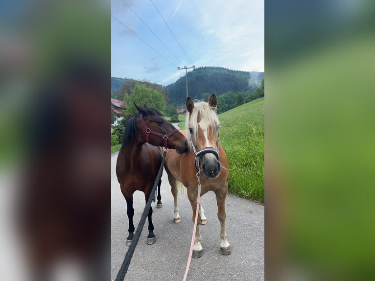 Hafliger Klacz 12 lat 150 cm Kasztanowata in Zell am Harmersbach