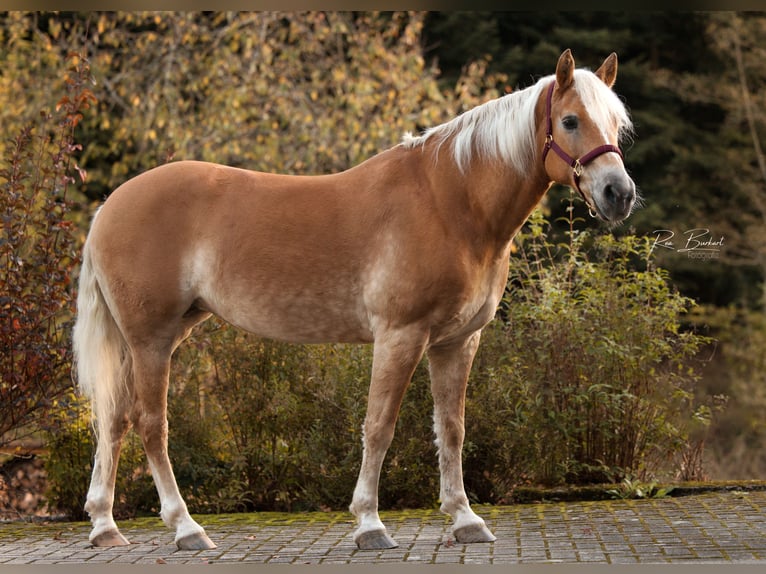 Hafliger Klacz 12 lat 150 cm Kasztanowata in Zell am Harmersbach