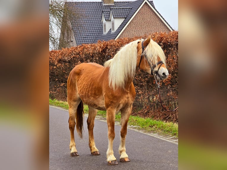 Hafliger Klacz 12 lat 153 cm  in Someren