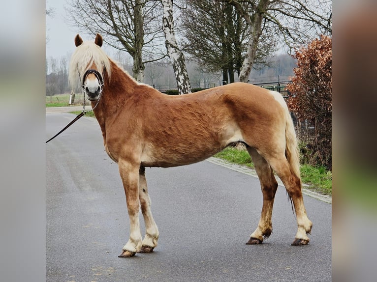 Hafliger Klacz 12 lat 153 cm  in Someren