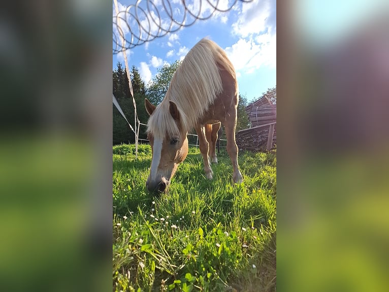 Hafliger Klacz 12 lat Kasztanowata in Schotten