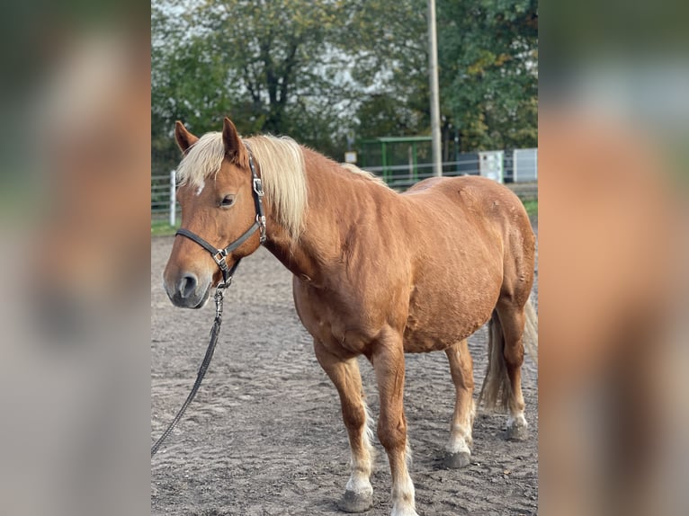 Hafliger Klacz 13 lat 135 cm Kasztanowata in Trebbin