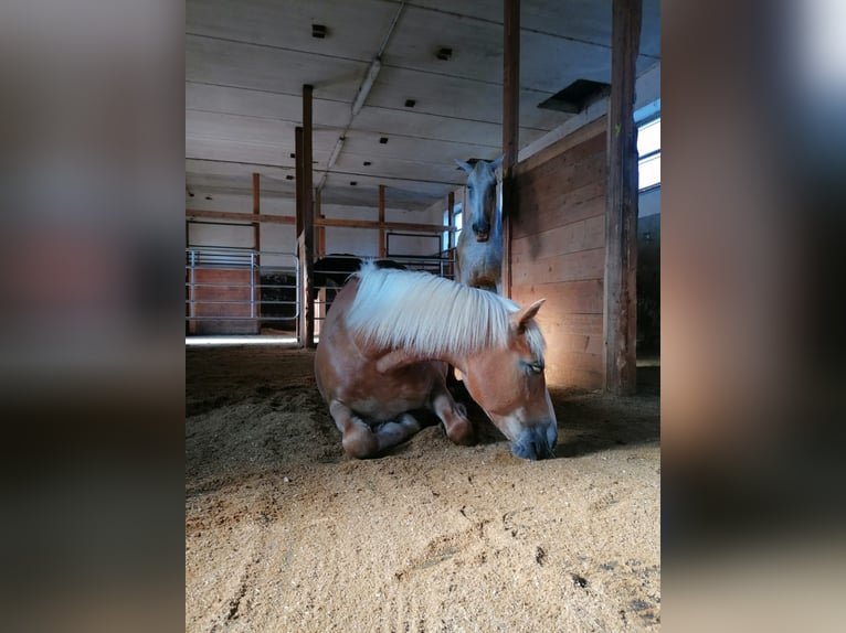 Hafliger Klacz 13 lat 147 cm Kasztanowata in Amstetten-kollmitzberg