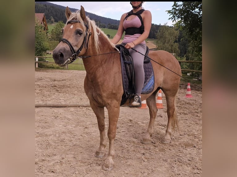 Hafliger Klacz 13 lat 147 cm Kasztanowata in Rechnitz