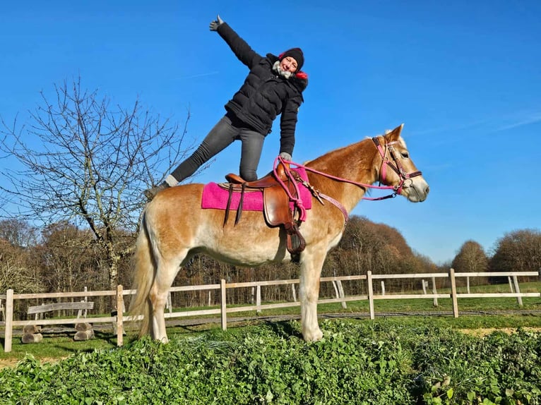 Hafliger Klacz 13 lat 150 cm Kasztanowata in Linkenbach