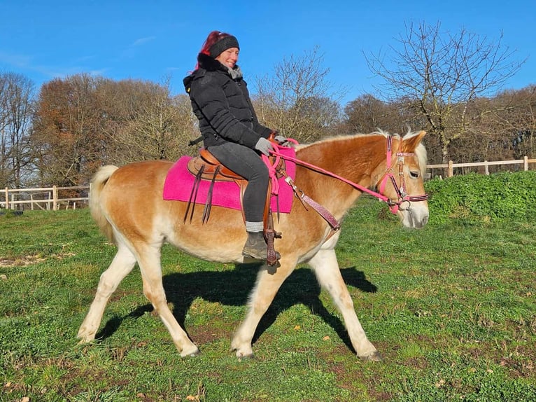Hafliger Klacz 13 lat 150 cm Kasztanowata in Linkenbach