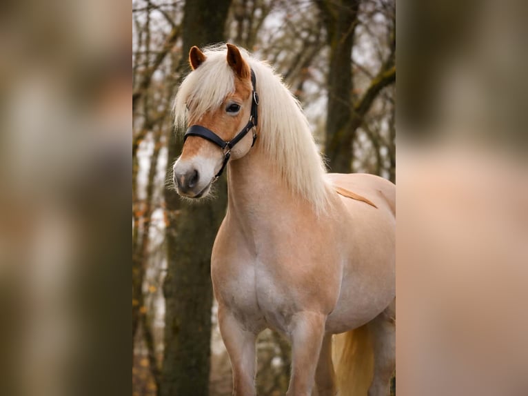 Hafliger Klacz 13 lat 153 cm Kasztanowata in Nettersheim
