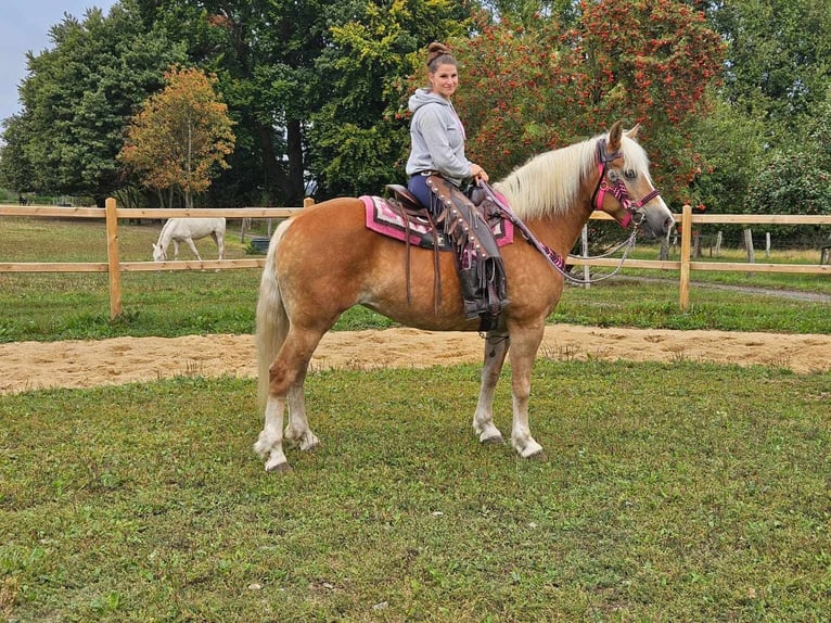 Hafliger Klacz 13 lat 155 cm Kasztanowata in Linkenbach