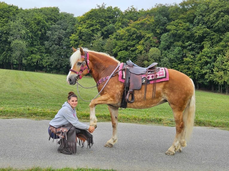 Hafliger Klacz 13 lat 155 cm Kasztanowata in Linkenbach