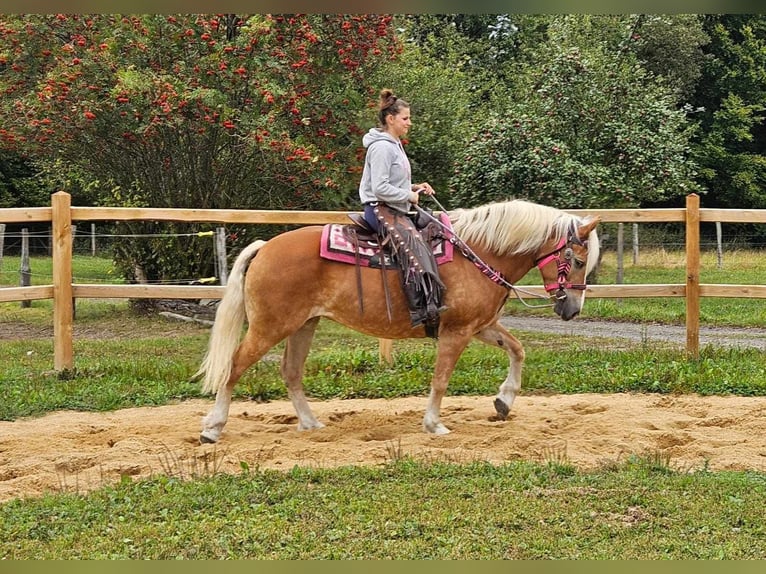 Hafliger Klacz 13 lat 155 cm Kasztanowata in Linkenbach