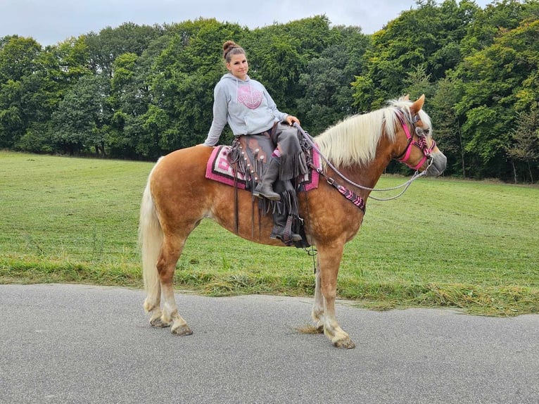 Hafliger Klacz 13 lat 155 cm Kasztanowata in Linkenbach