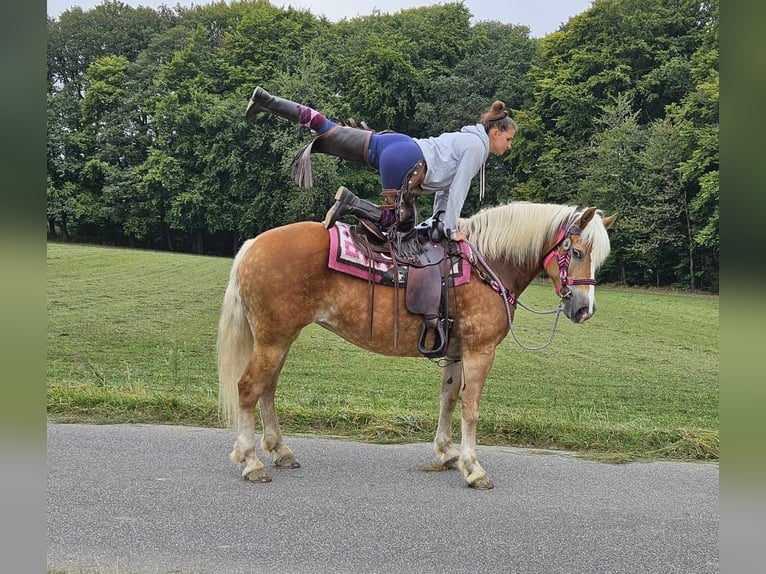 Hafliger Klacz 13 lat 155 cm Kasztanowata in Linkenbach