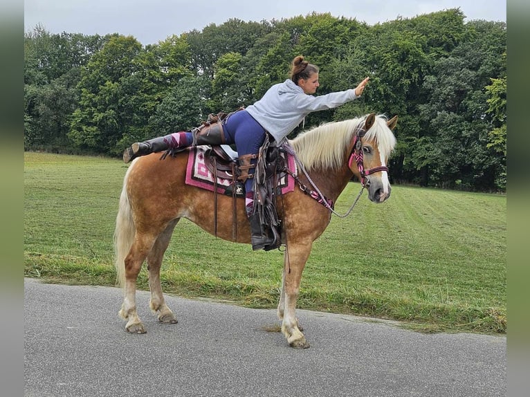 Hafliger Klacz 13 lat 155 cm Kasztanowata in Linkenbach