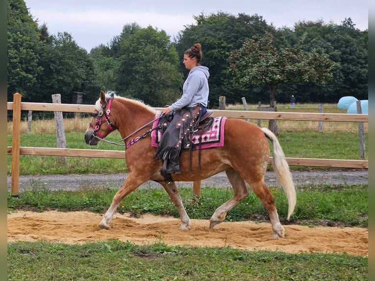 Hafliger Klacz 13 lat 155 cm Kasztanowata in Linkenbach