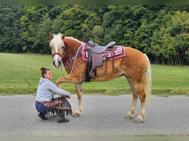 Hafliger Klacz 13 lat 155 cm Kasztanowata in Linkenbach