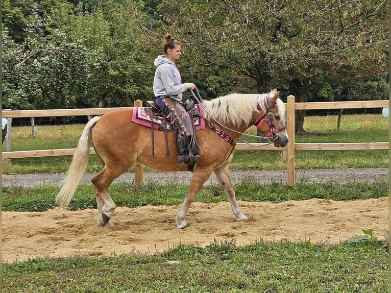 Hafliger Klacz 13 lat 155 cm Kasztanowata in Linkenbach