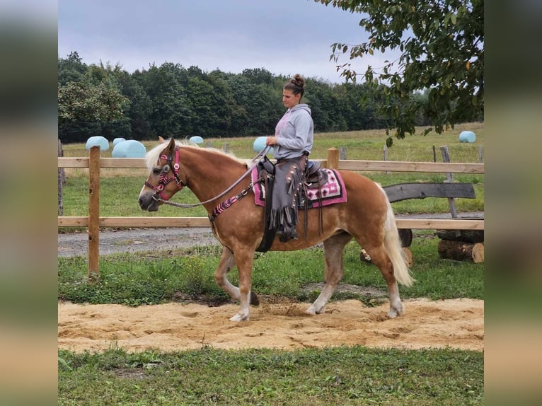 Hafliger Klacz 13 lat 155 cm Kasztanowata in Linkenbach