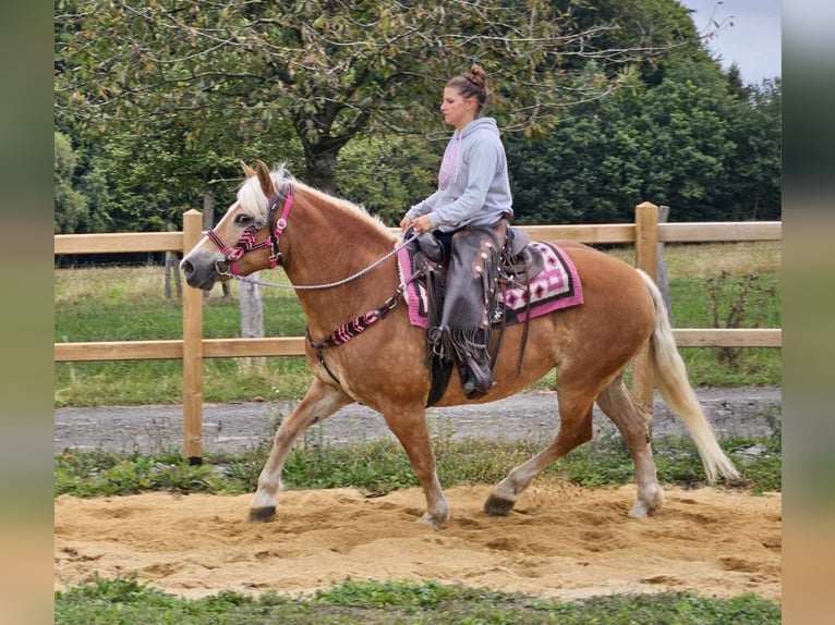 Hafliger Klacz 13 lat 155 cm Kasztanowata in Linkenbach