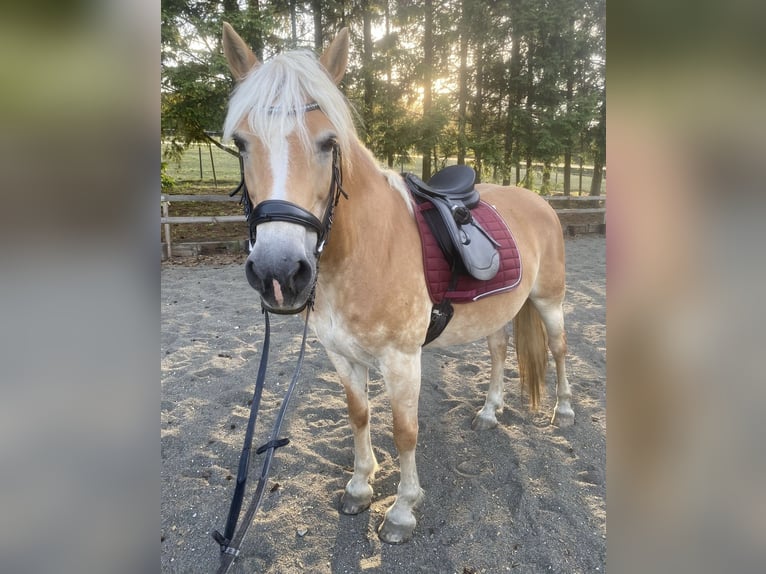 Hafliger Klacz 13 lat 155 cm Kasztanowata in Pelmberg