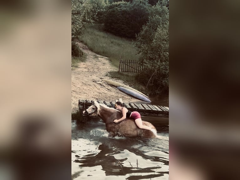 Hafliger Klacz 13 lat 155 cm  in Pennewang