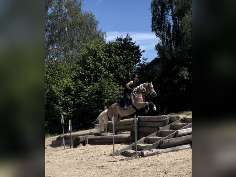 Hafliger Klacz 13 lat 155 cm  in Serfaus