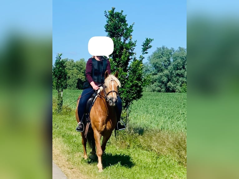 Hafliger Mix Klacz 14 lat 141 cm in Glocksin