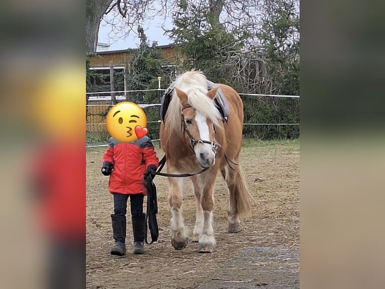 Hafliger Klacz 14 lat 145 cm Kasztanowata in Ballenstedt