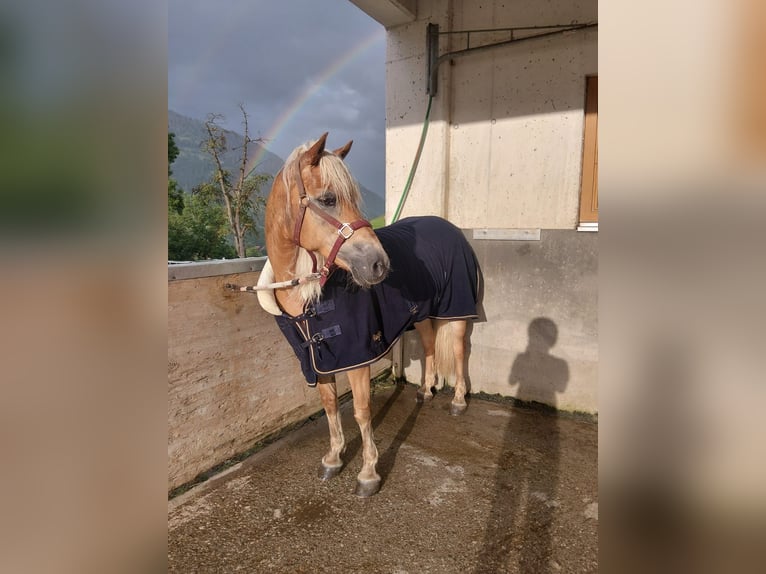 Hafliger Klacz 14 lat 146 cm Kasztanowata in St. Veit im Pongau
