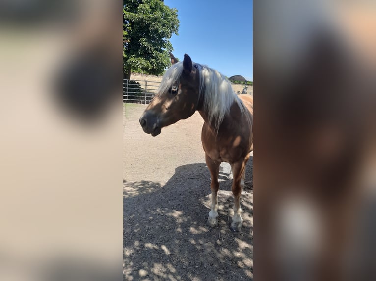Hafliger Klacz 14 lat 147 cm  in Wendelsheim
