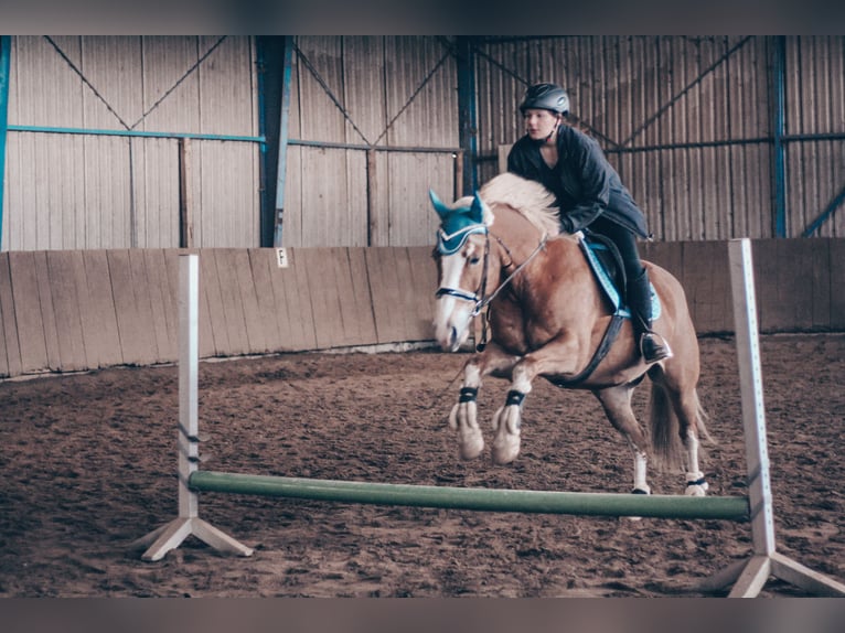 Hafliger Mix Klacz 14 lat 148 cm Kasztanowata in Schönberg